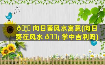 🦄 向日葵风水寓意(向日葵在风水 🐡 学中吉利吗)